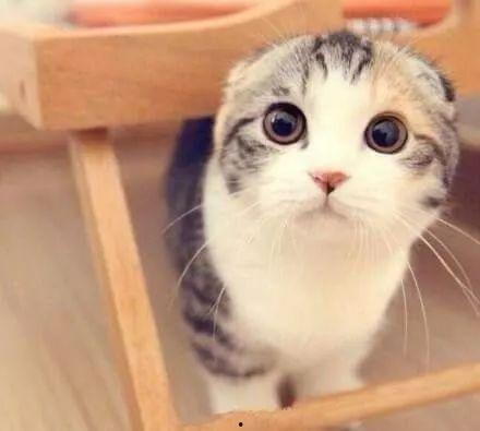 娱乐吃瓜君折耳猫视频